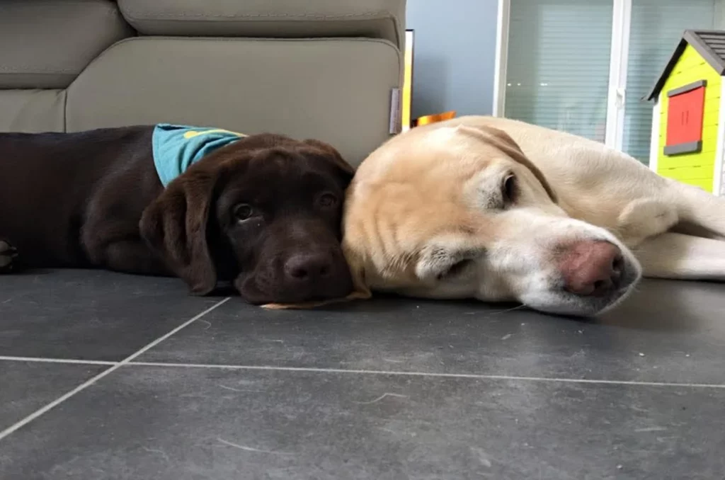 zizou et leon labradors
